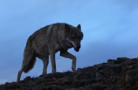 Wolf Totem 05