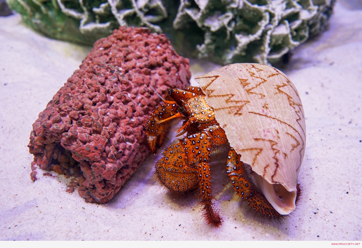 SEALIFE_Rock Pool Explorer_ปูเสฉวนยักษ์จุดขาว (White-spotted Hermit Crab) (22)